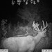 Hanke's Hunts Kansas Game Camera Photo