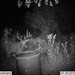 Hanke's Hunts Kansas Game Camera Photo