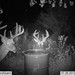 Hanke's Hunts Kansas Game Camera Photo