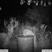 Hanke's Hunts Kansas Game Camera Photo