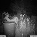 Hanke's Hunts Kansas Game Camera Photo