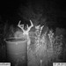 Hanke's Hunts Kansas Game Camera Photo