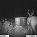 Hanke's Hunts Kansas Game Camera Photo