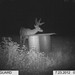 Hanke's Hunts Kansas Game Camera Photo