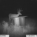 Hanke's Hunts Kansas Game Camera Photo