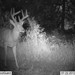 Hanke's Hunts Kansas Game Camera Photo