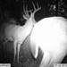 Hanke's Hunts Kansas Game Camera Photo