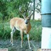 Hanke's Hunts Kansas Game Camera Photo