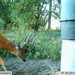 Hanke's Hunts Kansas Game Camera Photo