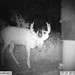 Hanke's Hunts Kansas Game Camera Photo