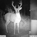 Hanke's Hunts Kansas Game Camera Photo