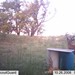 Hanke's Hunts Kansas Game Camera Photo