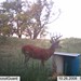 Hanke's Hunts Kansas Game Camera Photo