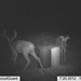 Hanke's Hunts Kansas Game Camera Photo