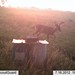 Hanke's Hunts Kansas Game Camera Photo