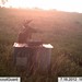 Hanke's Hunts Kansas Game Camera Photo