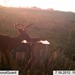 Hanke's Hunts Kansas Game Camera Photo