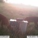 Hanke's Hunts Kansas Game Camera Photo