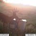 Hanke's Hunts Kansas Game Camera Photo