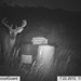 Hanke's Hunts Kansas Game Camera Photo