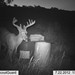 Hanke's Hunts Kansas Game Camera Photo