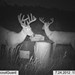 Hanke's Hunts Kansas Game Camera Photo
