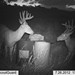 Hanke's Hunts Kansas Game Camera Photo