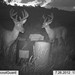 Hanke's Hunts Kansas Game Camera Photo