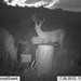 Hanke's Hunts Kansas Game Camera Photo