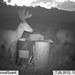Hanke's Hunts Kansas Game Camera Photo