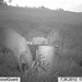 Hanke's Hunts Kansas Game Camera Photo