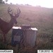 Hanke's Hunts Kansas Game Camera Photo