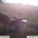 Hanke's Hunts Kansas Game Camera Photo