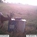 Hanke's Hunts Kansas Game Camera Photo