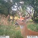 Hanke's Hunts Kansas Game Camera Photo
