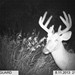 Hanke's Hunts Kansas Game Camera Photo