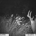 Hanke's Hunts Kansas Game Camera Photo
