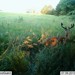 Hanke's Hunts Kansas Game Camera Photo