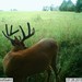 Hanke's Hunts Kansas Game Camera Photo