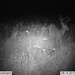 Hanke's Hunts Kansas Game Camera Photo