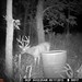 Hanke's Hunts Kansas Game Camera Photo