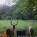 Hanke's Hunts Kansas Game Camera Photo