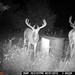 Hanke's Hunts Kansas Game Camera Photo