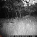 Hanke's Hunts Kansas Game Camera Photo