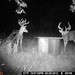 Hanke's Hunts Kansas Game Camera Photo