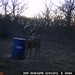Hanke's Hunts Kansas Game Camera Photo