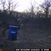 Hanke's Hunts Kansas Game Camera Photo
