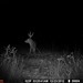 Hanke's Hunts Kansas Game Camera Photo