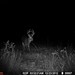 Hanke's Hunts Kansas Game Camera Photo