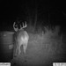 Hanke's Hunts Kansas Game Camera Photo